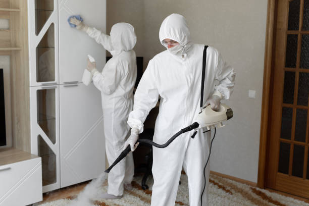 Mold Removal Process in Belleville, IL