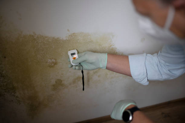 Office Mold Removal Services in Belleville, IL